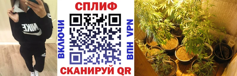mega вход  купить   Себеж  Бошки Шишки сатива 